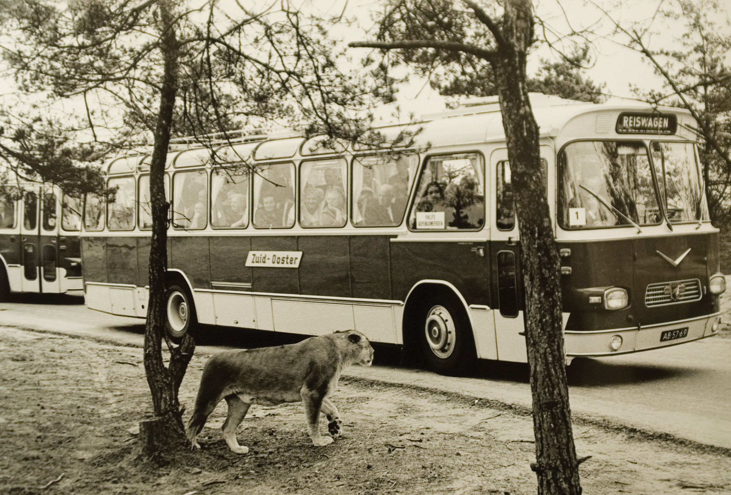 eerste-bussafari-beekse-bergen-leeuw.jpg